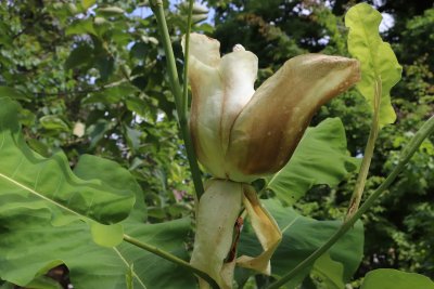 Magnolia macrophylla ssp. ashei - šácholan velkolistý 1